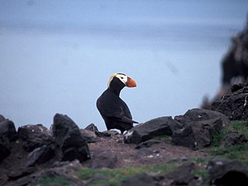 Tufted Puffin Bogoslof Island