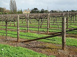 Vines near Wynns