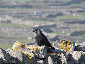 Western Jackdaw on Inisheer (perched)