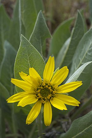 Wyethia helenioides.jpg