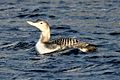 Yellow-billed Loon