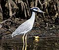 Yellow Crowned Night Heron