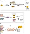 1016 Muscle Metabolism