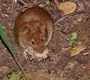 2017.06.17.-21-Reinheimer Teich-Reinheim--Roetelmaus