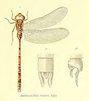 Acanthaeschna victoria.jpg