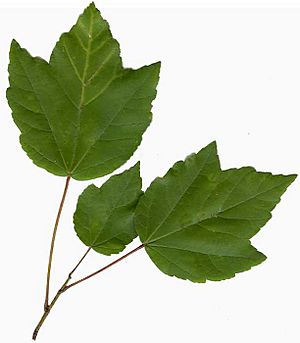 Acer rubrum