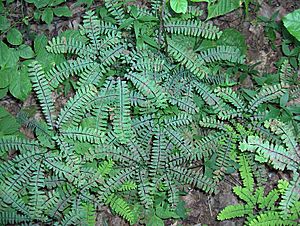 Adiantum pedatum (homeredwardprice) 001.jpg