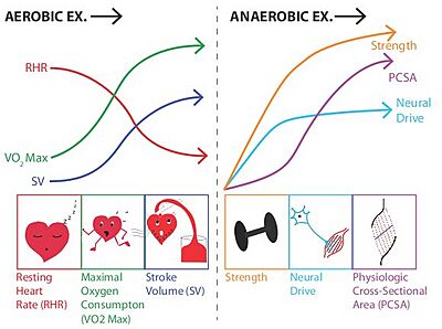 Aerobic Anaerobic Exercise Adaptations