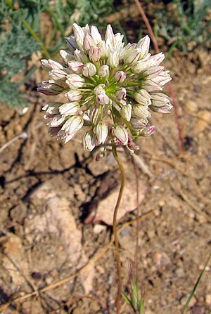 Allium munzii.jpg