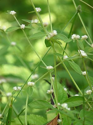 Alternanthera sessilis in Kadavoor.jpg