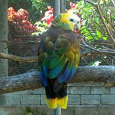 Amazona guildingii -Botanical Gardens -Kingstown -Saint Vincent-8a-4c