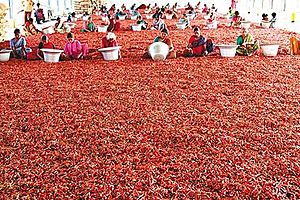 Andhra Chillies.jpg