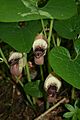 Aristolochia pontica 2