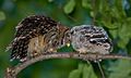 Barred-owl-chick-58