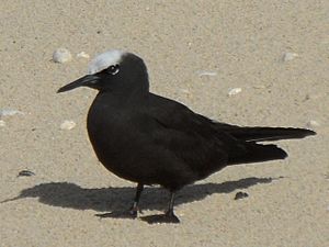 Black Noddy Anous minutus North Beach LordHoweIsland 6June2011