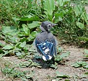 Blue Jay Cyanocitta cristata Fledgling