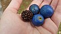 Blue marble tree seeds