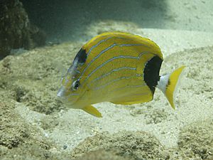 Bluestripe Butterflyfish.jpg