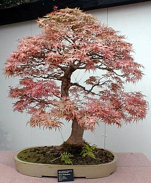 Bonsai Federahorn