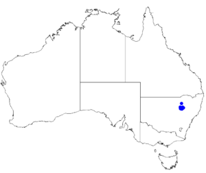 Boronia warrumbunglensis DistMap130.png