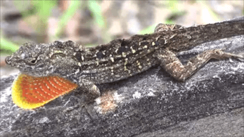 Brown anole