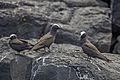 Brown noddies (Anous stolidus stolidus)