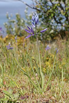 Camassia quamash 6374.JPG