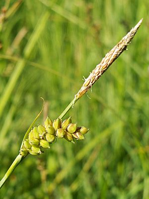 Carex panicea kz