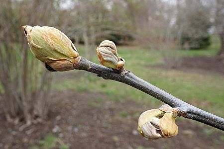 Carya aff. pallida (33321563814)