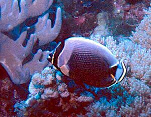 Chaetodon reticulatus by NPS