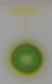 Chromatography of chlorophyll - Step 2