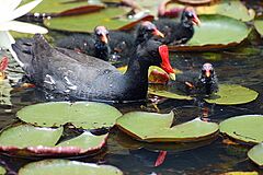 Common Moorhen.jpg