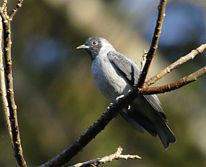 Conioptilon mcilhennyi - Black-faced cotinga.jpg