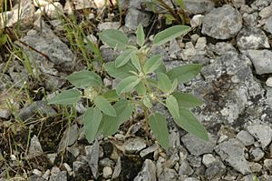 Croton capitatus.jpg