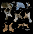 Diamantinasaurus pelvis