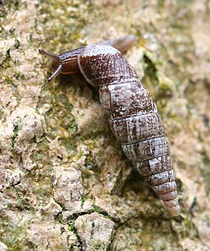 Door snail