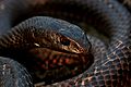 Eastern Coachwhip (Masticophis flagellum flagellum) - Flickr - 2ndPeter (1)