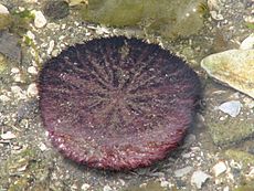 Eccentric sand dollar