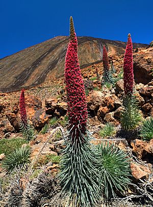 Echium wildpretii LC0204.jpg