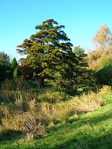 Eglinton rockery and lugton water