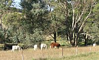 Embryo transfered calves