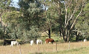 Embryo transfered calves