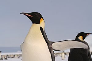 EmperorPenguin 2005 2592