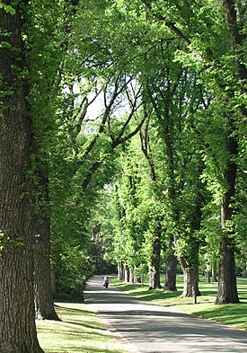 English Elm avenue