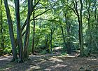 Epping Forest Centenary Walk 2 - Sept 2008.jpg