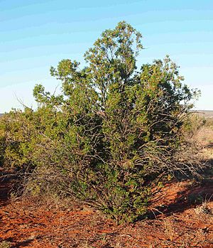 Eremophila duttonii.jpg