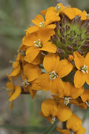 Erysimum capitatum.jpg