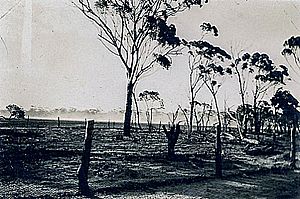 Fallow caused by emus