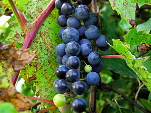 Frost grapes (Southeast Michigan)