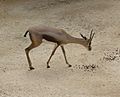 Gazella spekei (Speke's Gazelle)